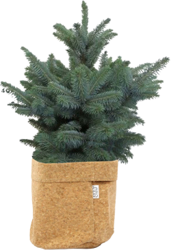 Blauwspar Picea Pungens (SIZO-kurk)