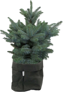 Blauwspar Picea Pungens (SIZO-papier zwart)