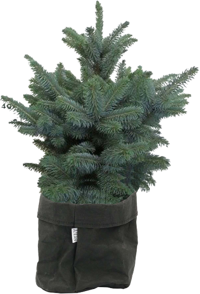Blauwspar Picea Pungens transparant vooraanzicht