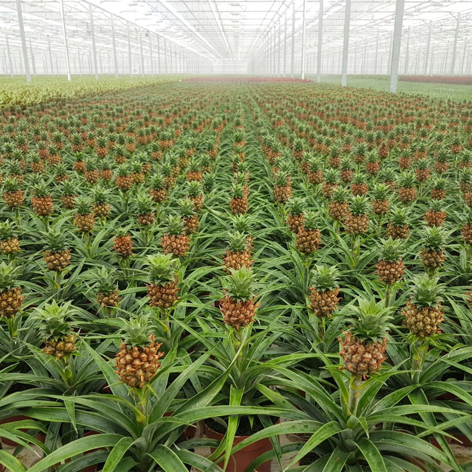 Ananasplant Bromelia Sfeerbeeld