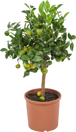 Calamondin (Mandarijnenboom)