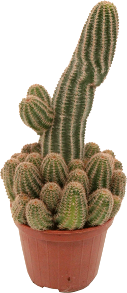 Chamaelobivia Erecta (Pindacactus)