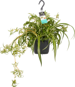 Chlorophytum Comosum (Graslelie)