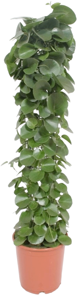 Cissus Rotundifolia 
