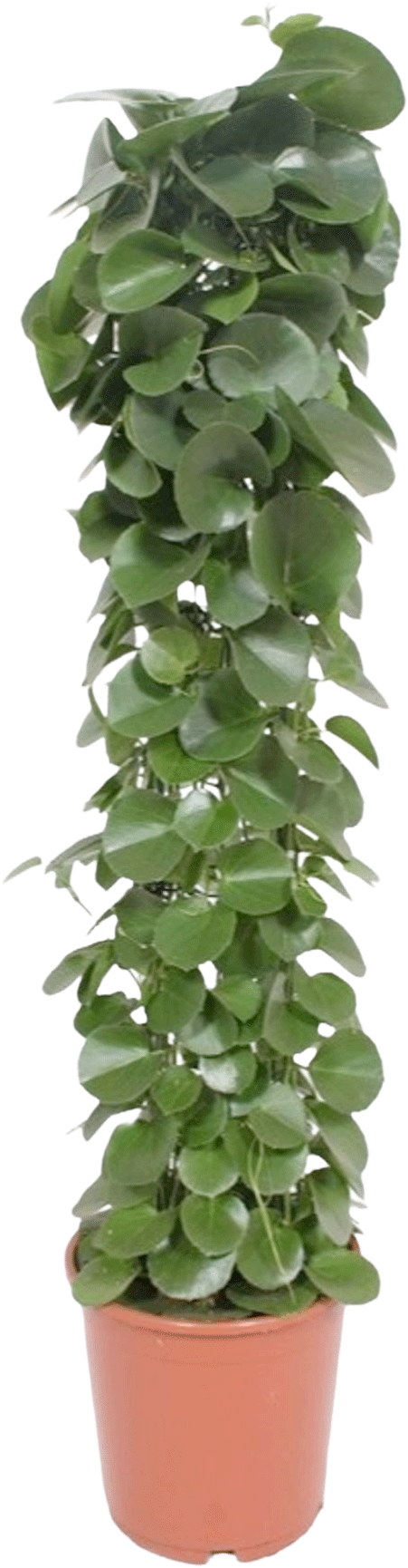 Cissus Rotundifolia