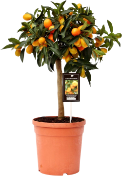 Citrus Kumquat 