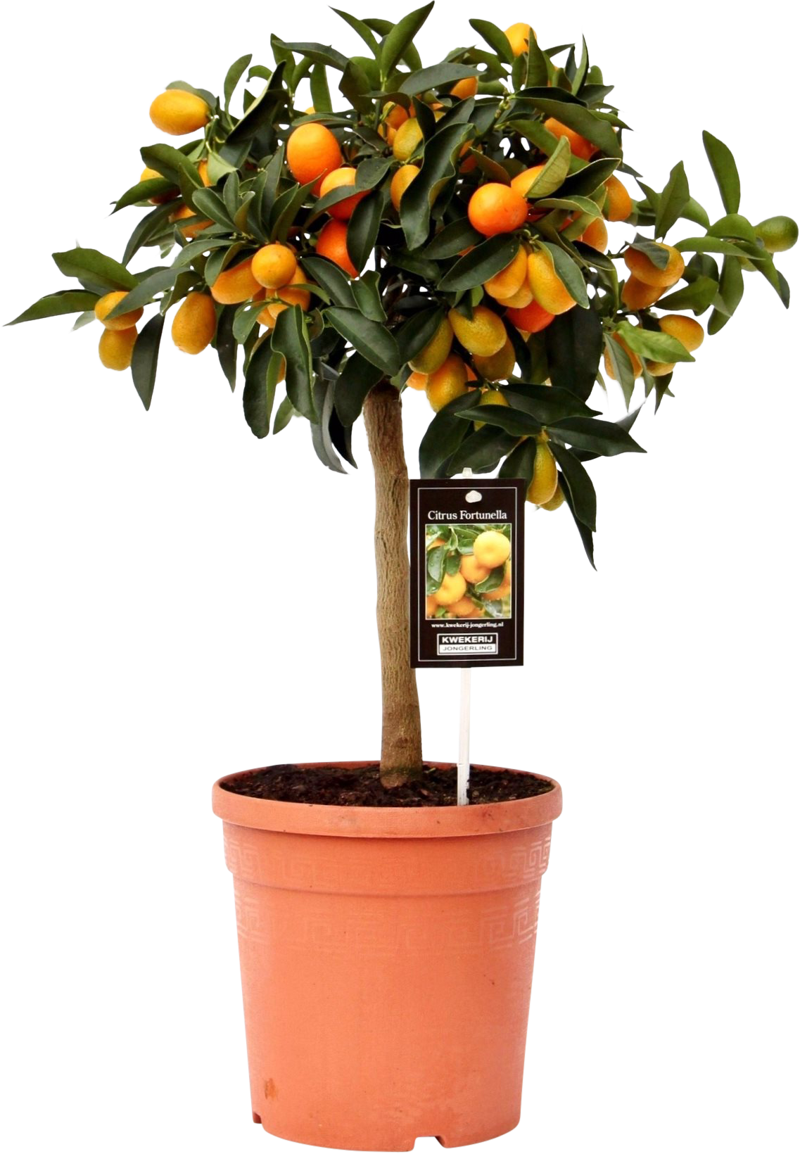 Citrus Kumquat transparant vooraanzicht