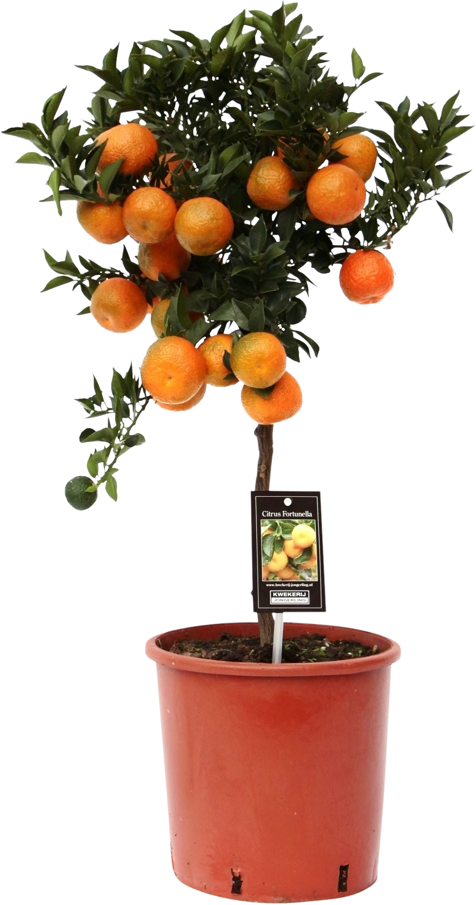 Citrus Mandarin transparant vooraanzicht