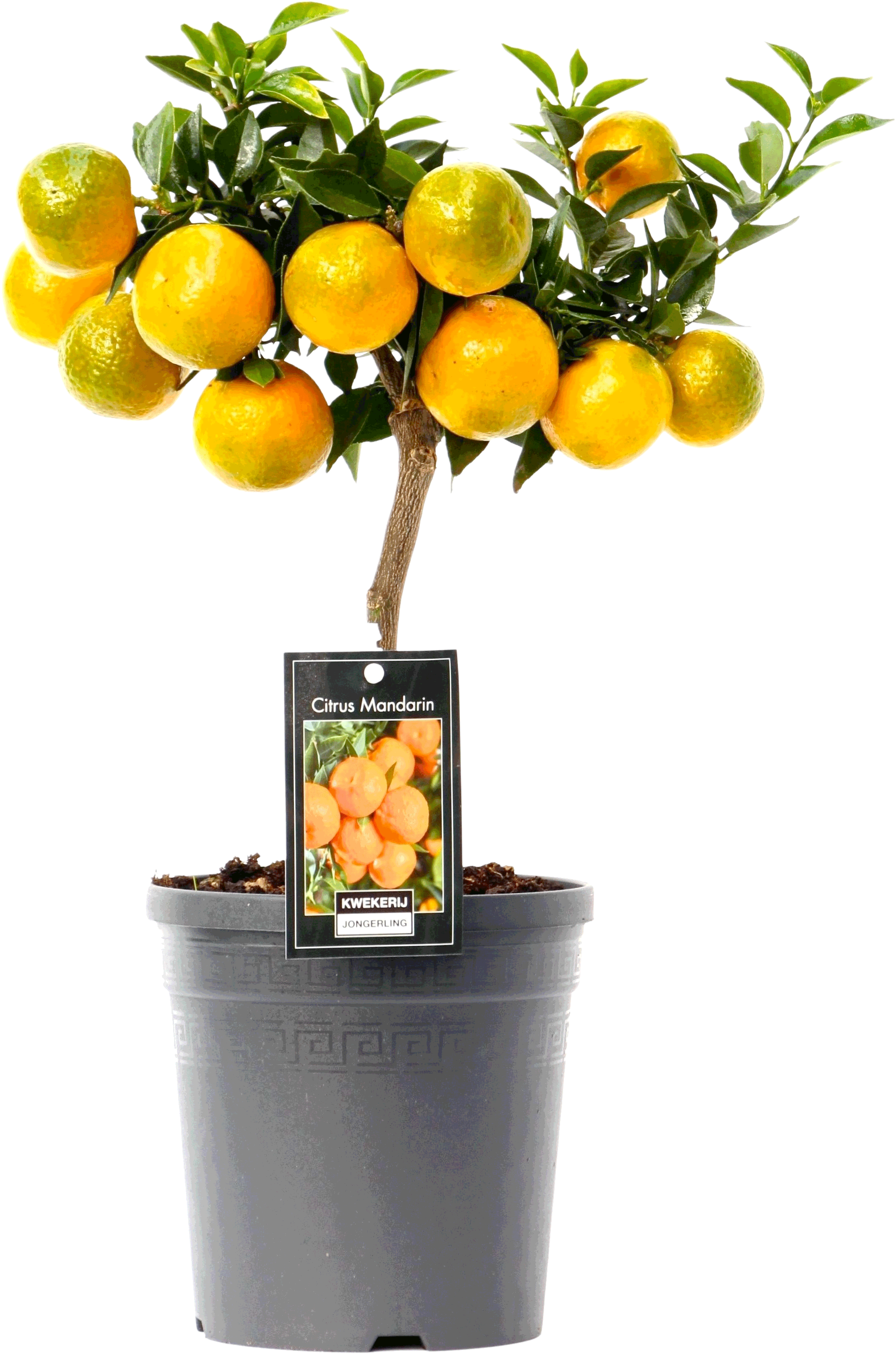 Citrus Mandarin transparant vooraanzicht