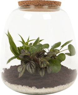 DIY Terrarium (Pilea, Chlorophytum, Peperomia) 