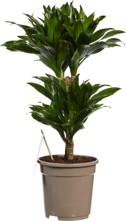 Dracaena Compacta