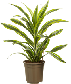 Dracaena Lemon Lime