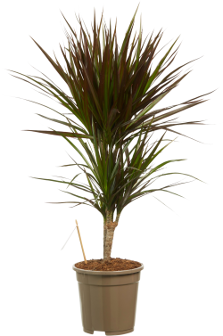Dracaena Marginata (Drakenbloedboom)