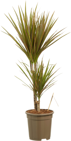Dracaena Marginata (Bicolor)