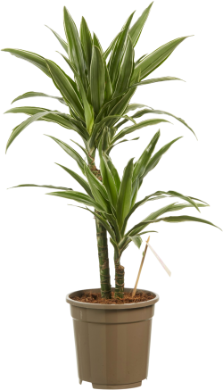 Dracaena Warneckei