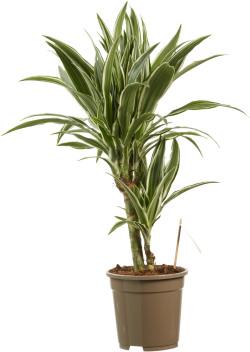 Dracaena White Stripe
