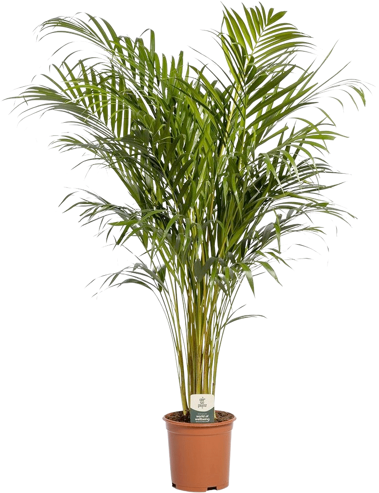 Dypsis Lutescens