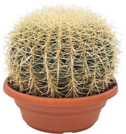 Echinocactus (Grusonii)