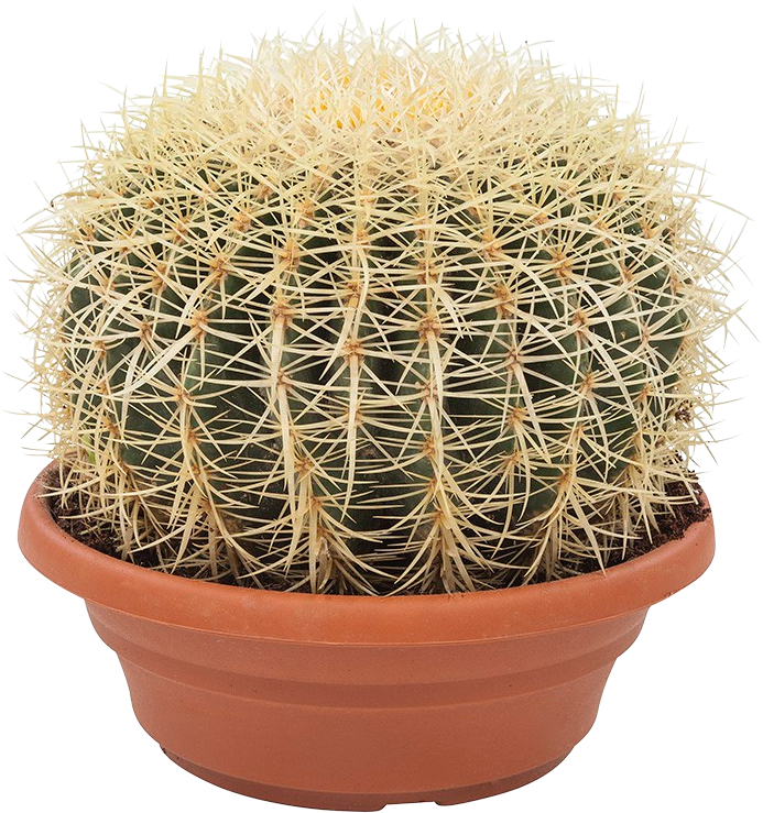 Echinocactus transparant vooraanzicht