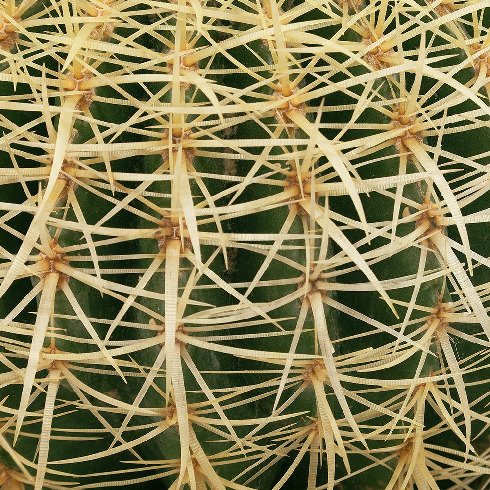 Echinocactus Close-up
