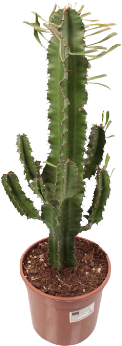 Euphorbia Erytrea Vertakt