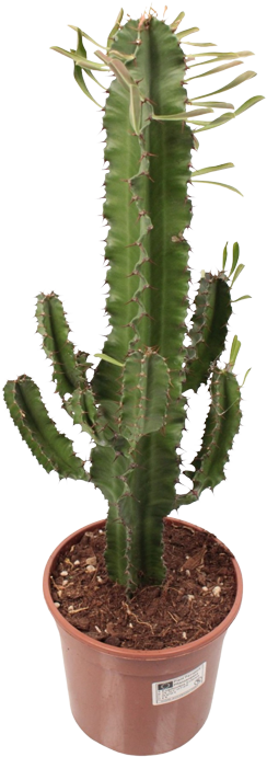 Euphorbia Erytrea Vertakt