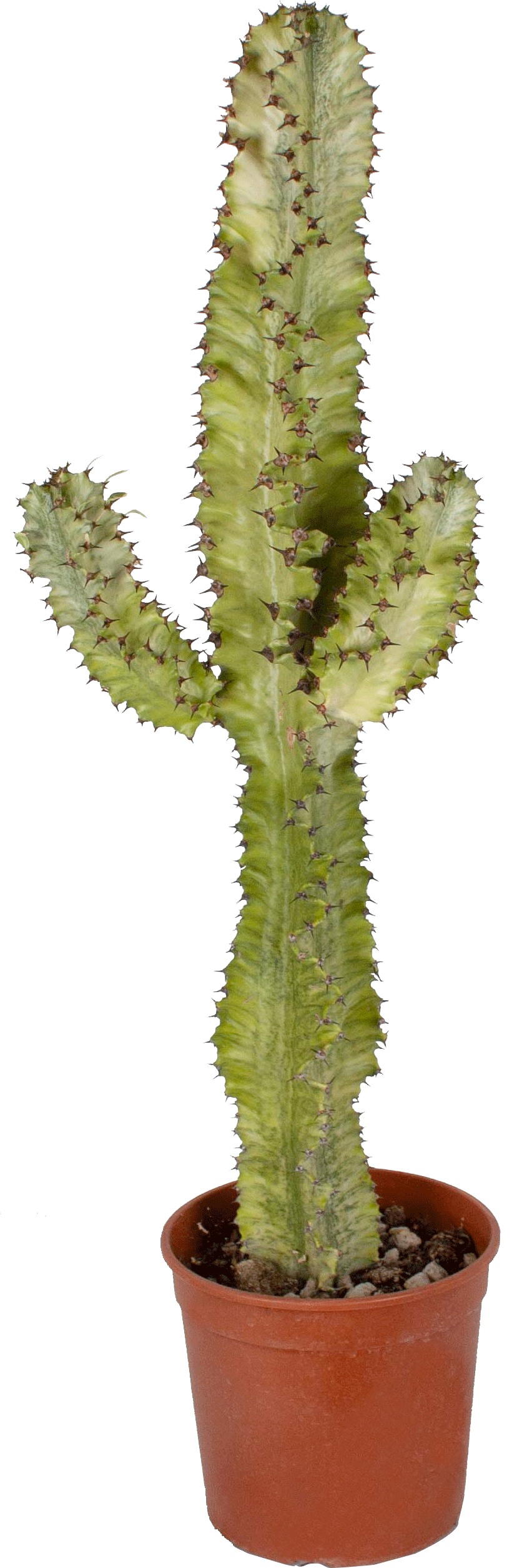 Euphorbia Mammillaris transparant vooraanzicht