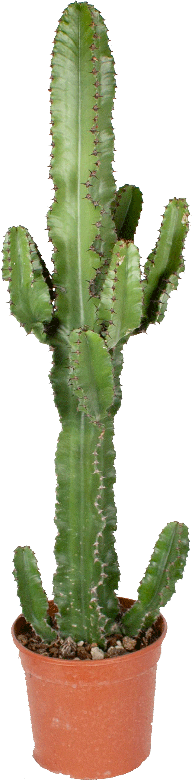 Euphorbia Erytrea transparant vooraanzicht