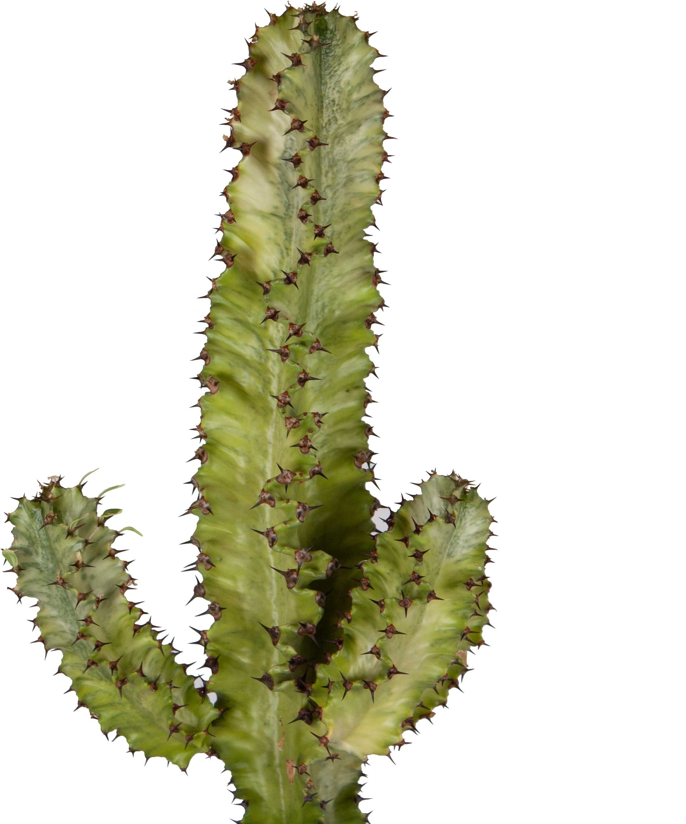 Euphorbia Mammillaris Close-up