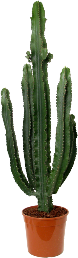 Euphorbia Erytrea transparant vooraanzicht