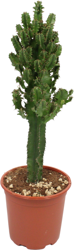 Euphorbia Erytrea 