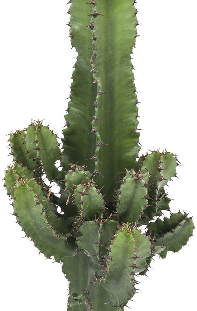 Euphorbia Ingens Close-up