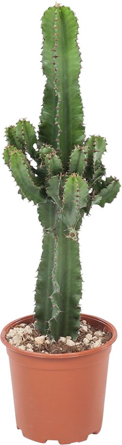 Euphorbia Ingens 
