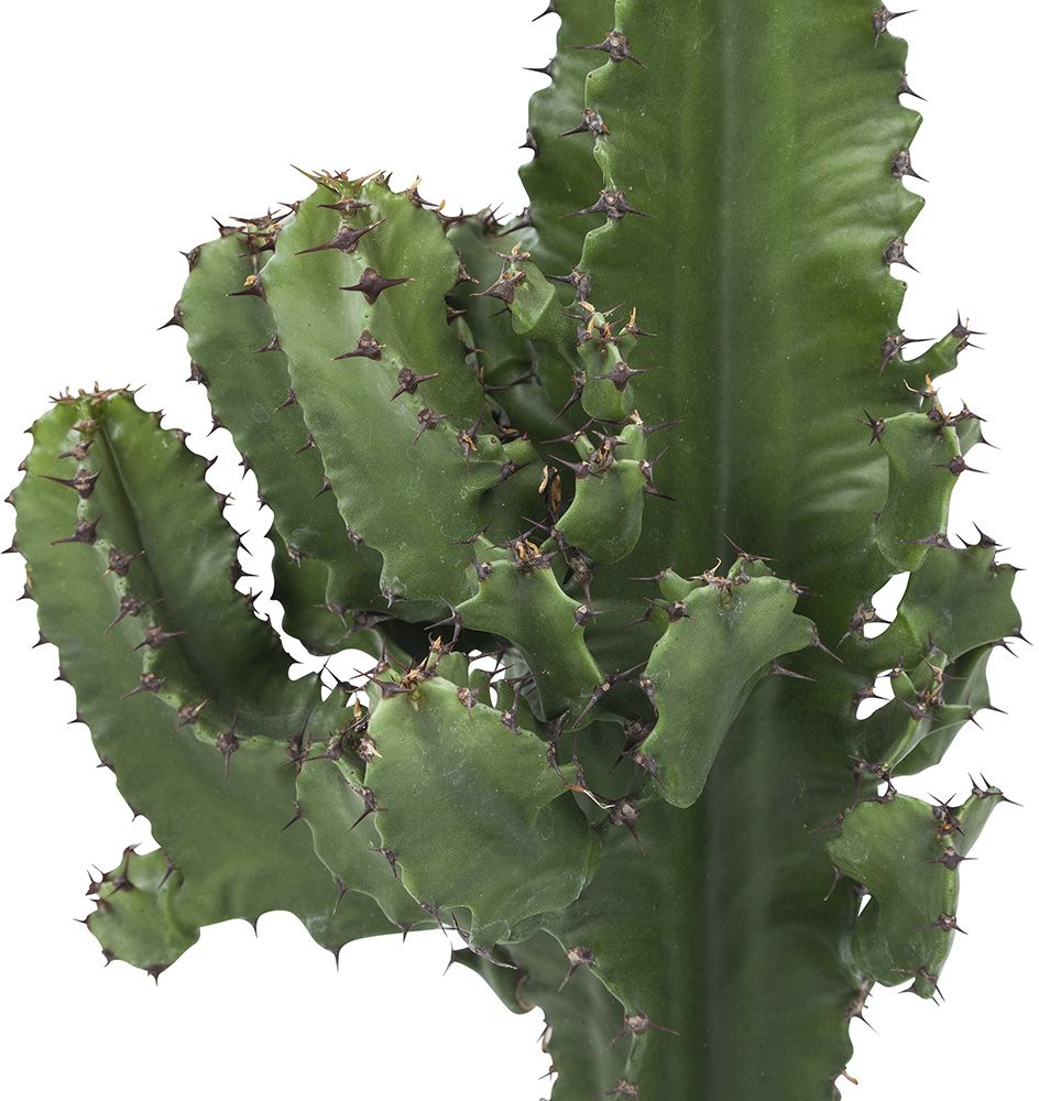 Euphorbia Ingens Close-up