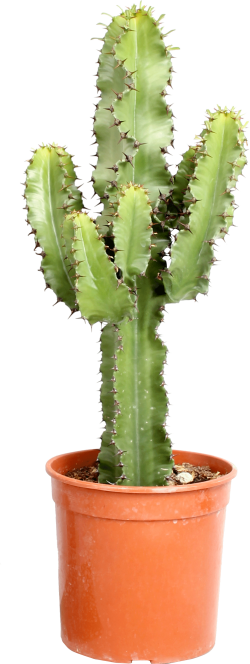 Euphorbia Erytrea 