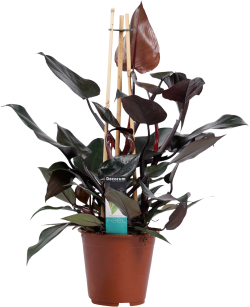 Philodendron Ruby (Pyramide)