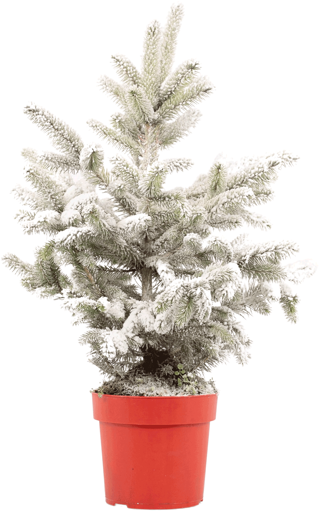 Sneeuwspar Picea Pungens transparant vooraanzicht