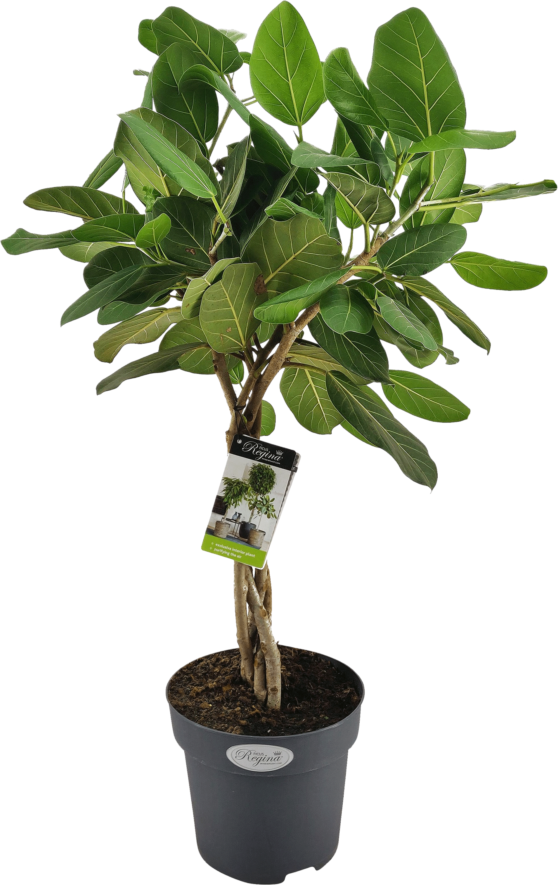 Ficus Benghalensis Audrey transparant vooraanzicht