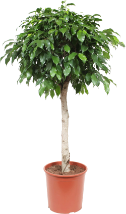 Ficus Benjamina Columnar 