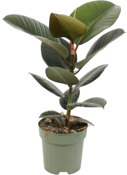 Ficus Elastica (Rubberplant)