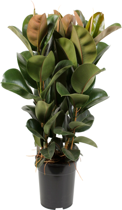 Ficus Elastica (Rubberplant)