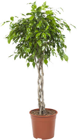 Ficus Exotica (Gevlochten)