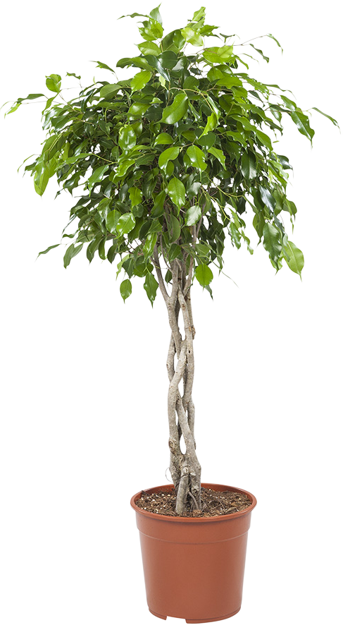 Ficus Exotica transparant vooraanzicht