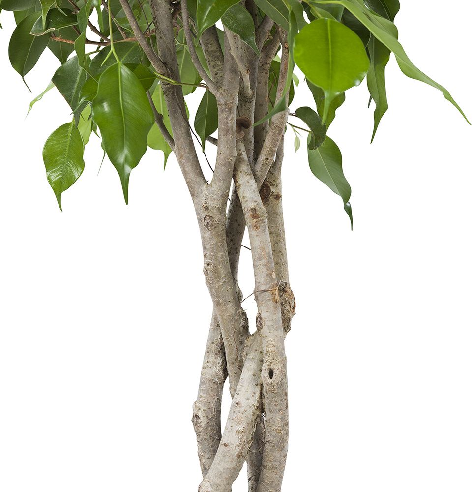 Ficus Exotica Close-up