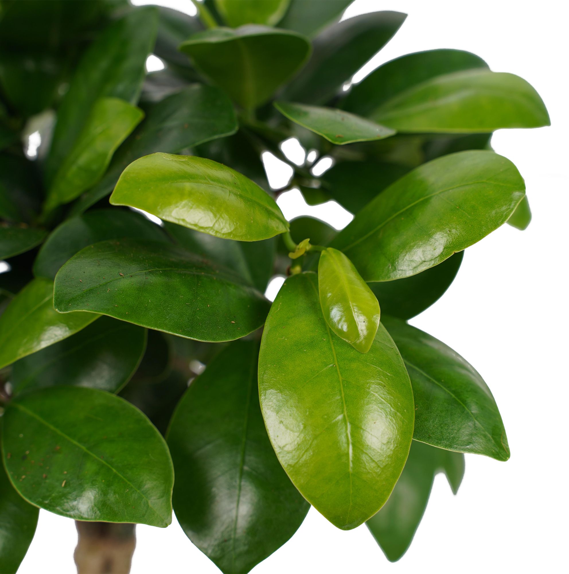 Ficus Ginseng Bonsai Close-up