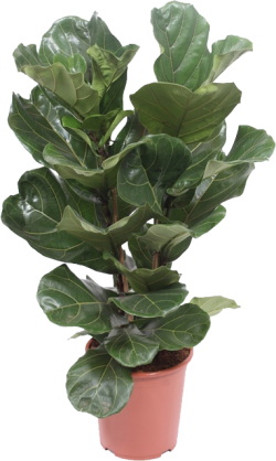 Ficus Lyrata (Vioolplant)