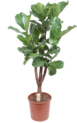 Ficus Lyrata (Vioolplant)