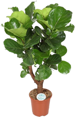 Ficus Lyrata 
