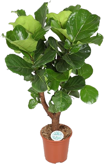 Ficus Lyrata transparant vooraanzicht
