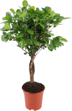Ficus Vijg (Rubberboom) 